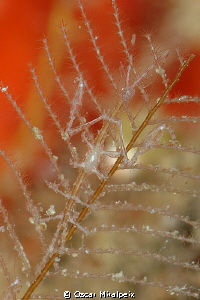Tiny Mediterranean skeleton shrimp (pregnant) by Oscar Miralpeix 